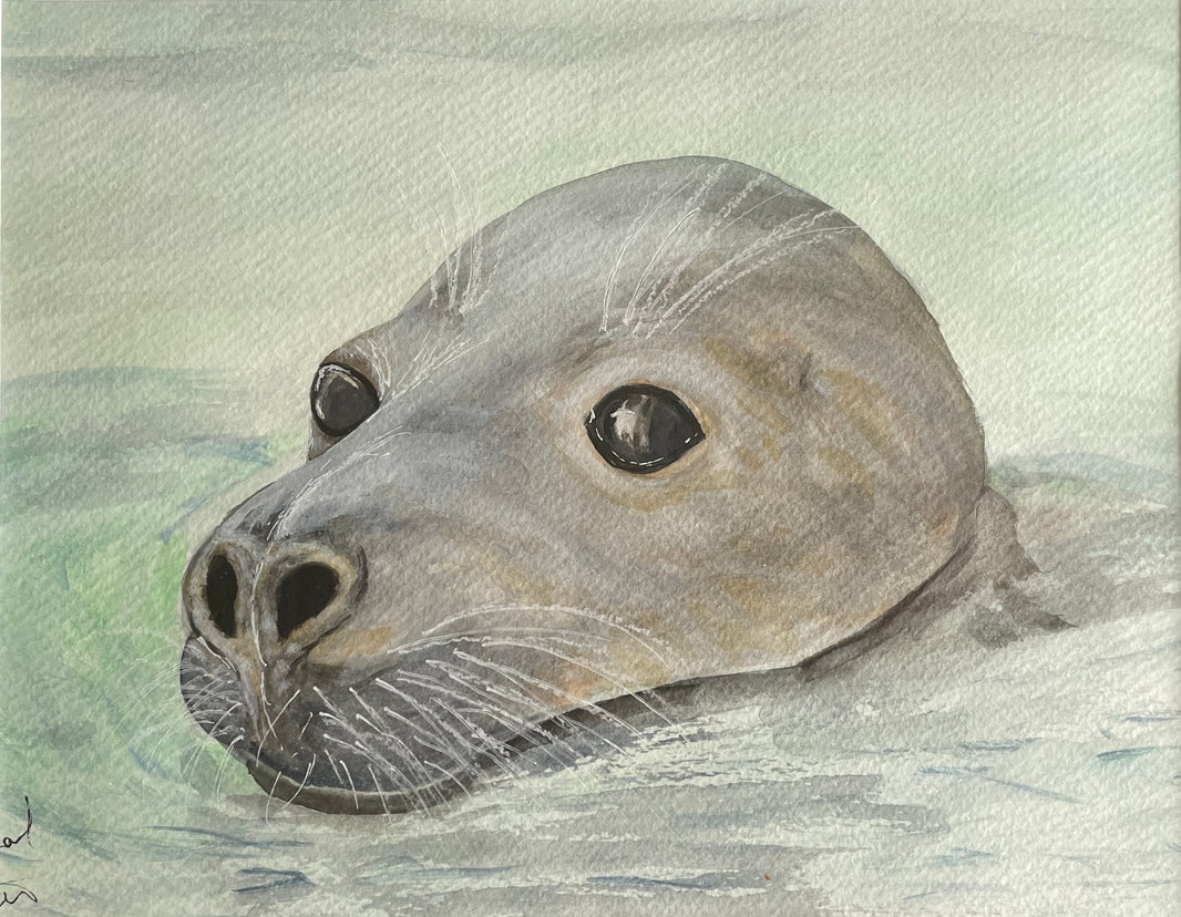 Original watercolour of the  head of a  seal framed